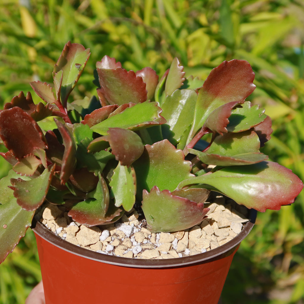 Kalanchoe sexangularis