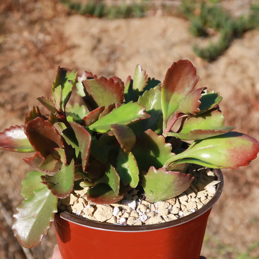 Kalanchoe sexangularis