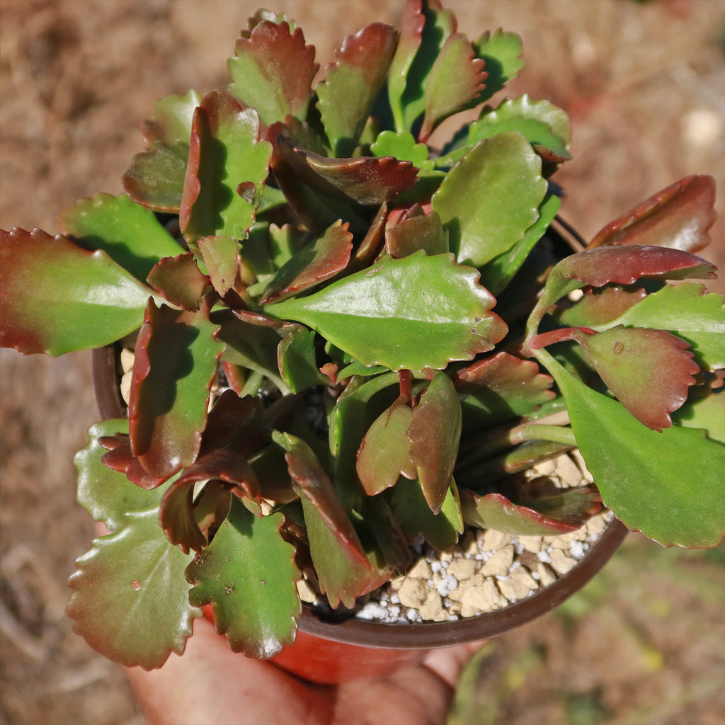 Kalanchoe sexangularis