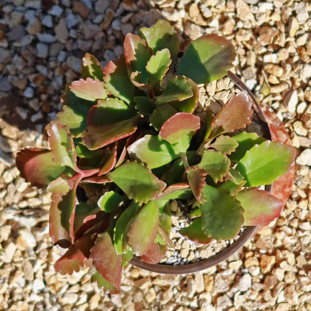 Kalanchoe sexangularis