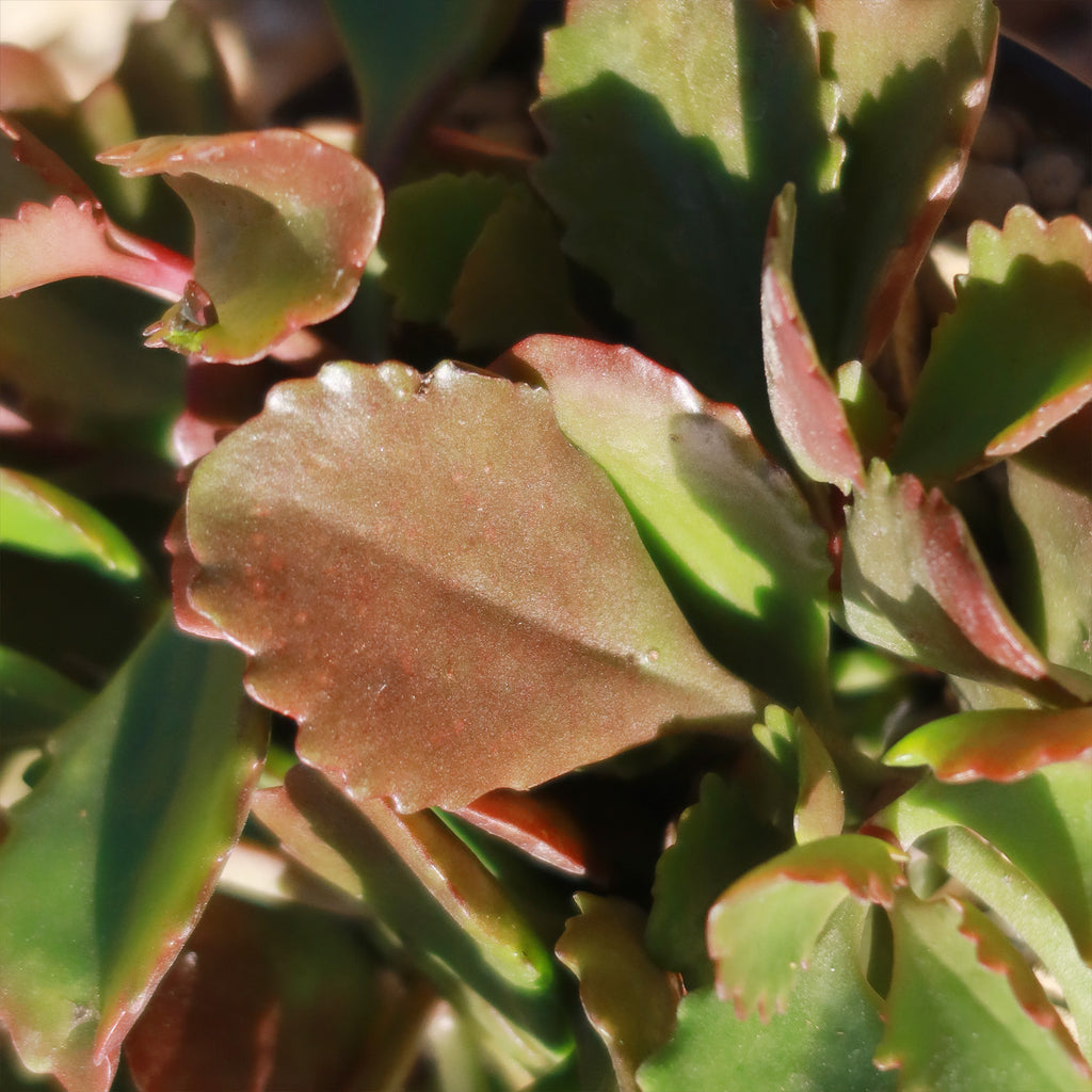 Kalanchoe sexangularis