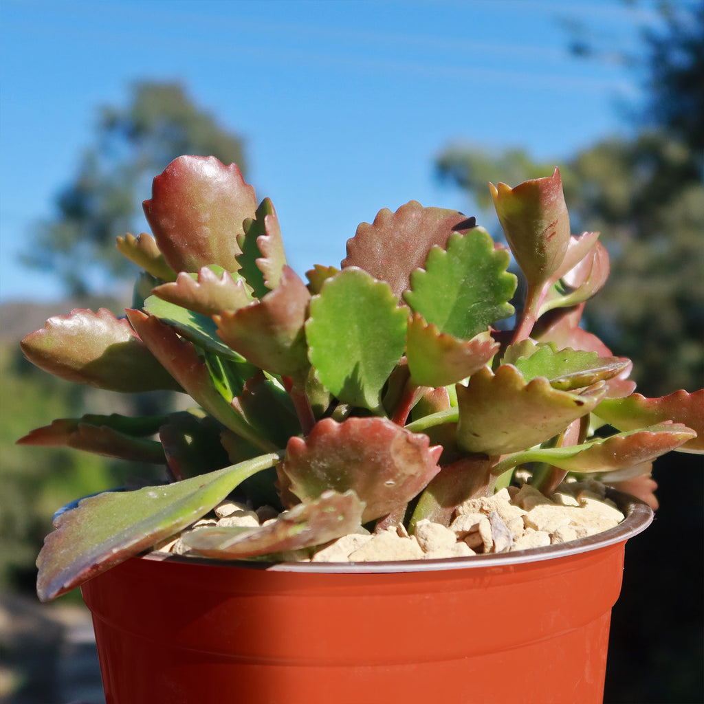 Kalanchoe sexangularis