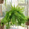 Boston Fern Plants ‘Nephrolepis exaltata’