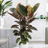 Ruby Ficus Plant - Ficus elastica ‘Ruby’