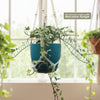 Glacier Ivy Plant – Hedera Helix ‘Glacier Ivy’