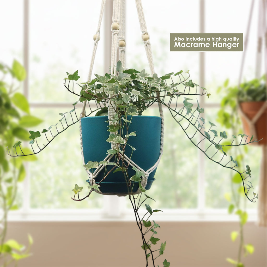 Glacier Ivy Plant – Hedera Helix ‘Glacier Ivy’