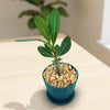 Front view of Adenium Obesum Shada showcasing green leaves and swollen trunk in a blue pot with gravel surface