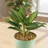 Chinese Evergreen Plant - Aglaonema