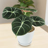 Alocasia black velvet Plant (Alocasia reginula)