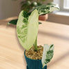 Variegated Elephant Ear (Alocasia Frydek Variegated)