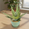 Aloe Delta Dawn