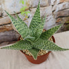 Aloe ‘Delta Lights’