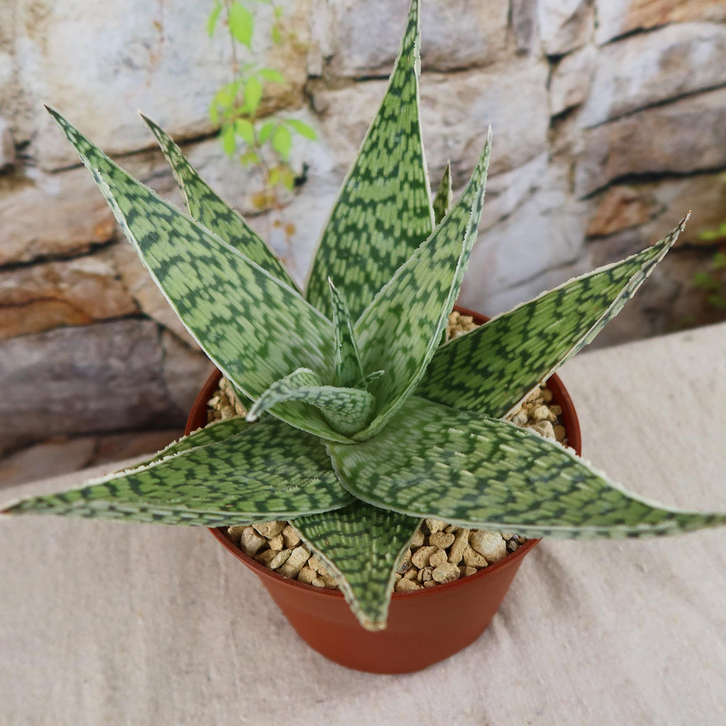 Aloe ‘Delta Lights’