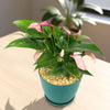 Purple Anthurium Zizou Plant
