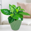 Arabica Coffee Plant with shiny green leaves in a light green wavy pot on a white table, beige pillow and couch softly blurred behind.