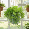 Baby Tears Plants ‘Pilea depressa’