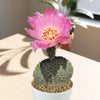 A vibrant pink flower blooms atop the Beavertail Cactus &