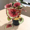 Begonia rex ‘kotobuki’