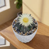 Top view of Bishop’s Cap Cactus, Astrophytum myriostigma, showcasing its pale flower in a white pot on a wooden table