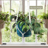 Black Pagoda Lipstick Plant - Aeschynanthus longicaulis