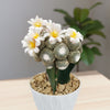 Blossfeldia liliputana grafted cactus with round stems and white-yellow blooms, in a white pot with pebbles on a wooden surface.