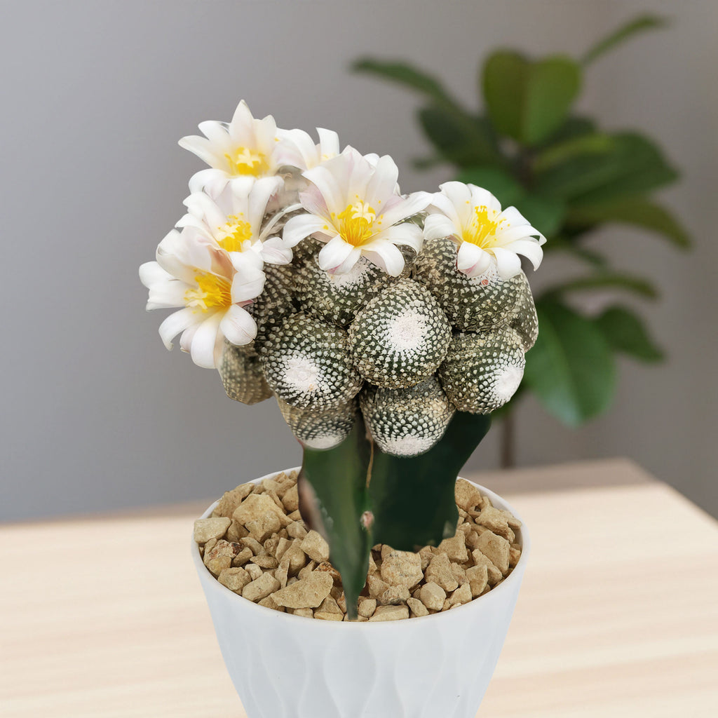 Blossfeldia liliputana grafted cactus with round stems and white-yellow blooms, in a white pot with pebbles on a wooden surface.