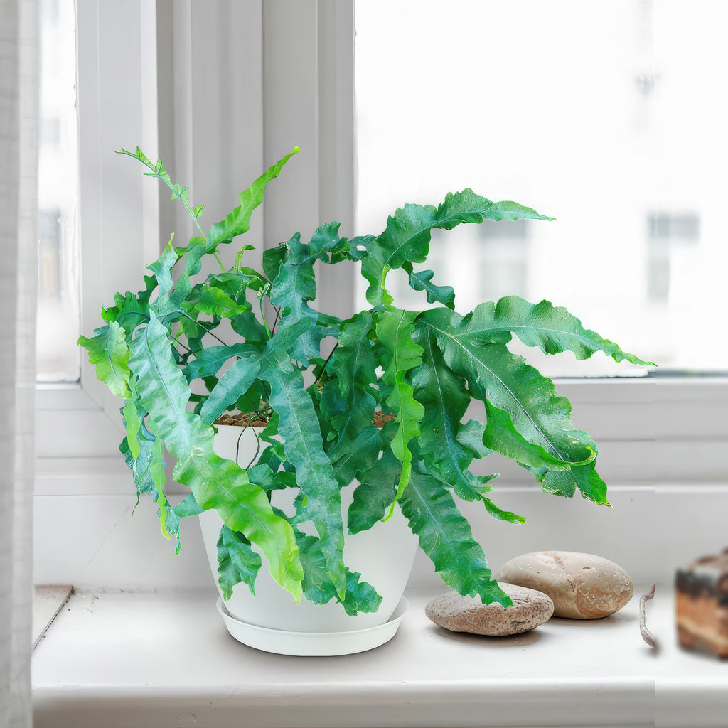 Blue Star Fern ‘Phlebodium aureum’