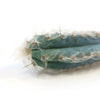 Close-up of Blue Torch Cactus Cuttings (Pilosocereus pachycladus) with yellow-brown spines and white fuzz on ridges, on white background.