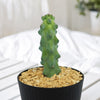 Boobie Cactus -Myrtillocactus geometrizans fukurokuryuzinboku