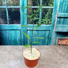 Ormeau bottle tree ‘Brachychiton sp. Ormeau’