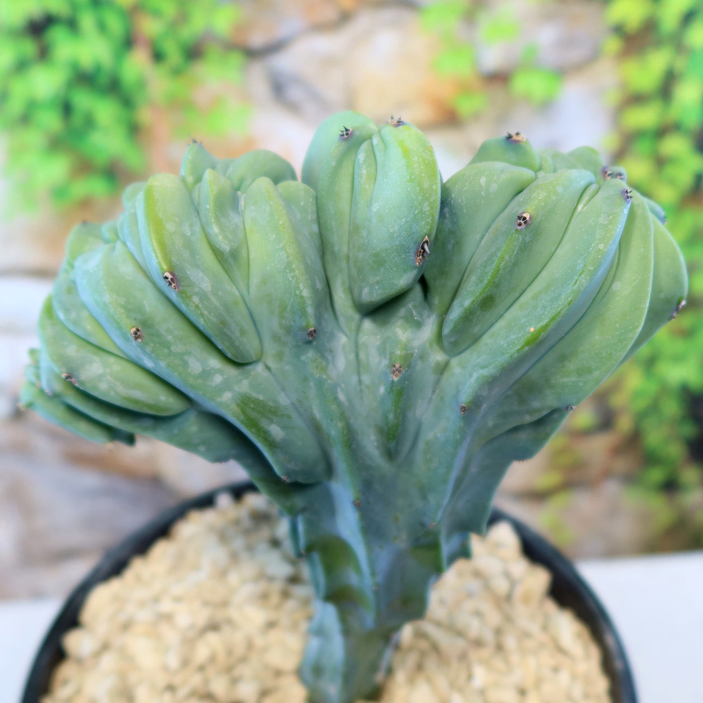 dinosaur back succulent Shop 'Branched Dinosaur Back Plant' Care and Info