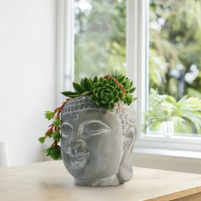 buddha head succulent Buddha's Head With Live Indoor Plants 3" Pot / With Common Houseleek