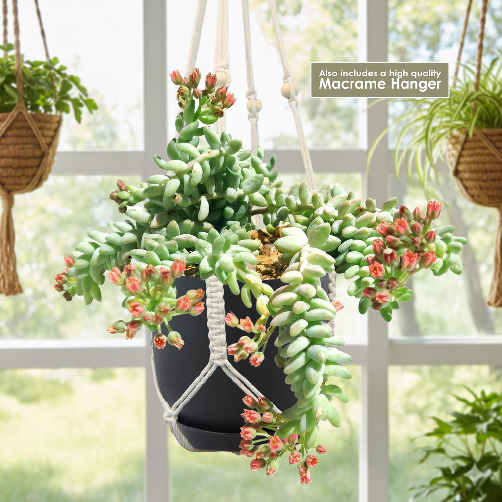 Burro’s Tail Succulent in a dark pot with trailing stems and pink buds, hanging in a macrame holder by a sunny window.