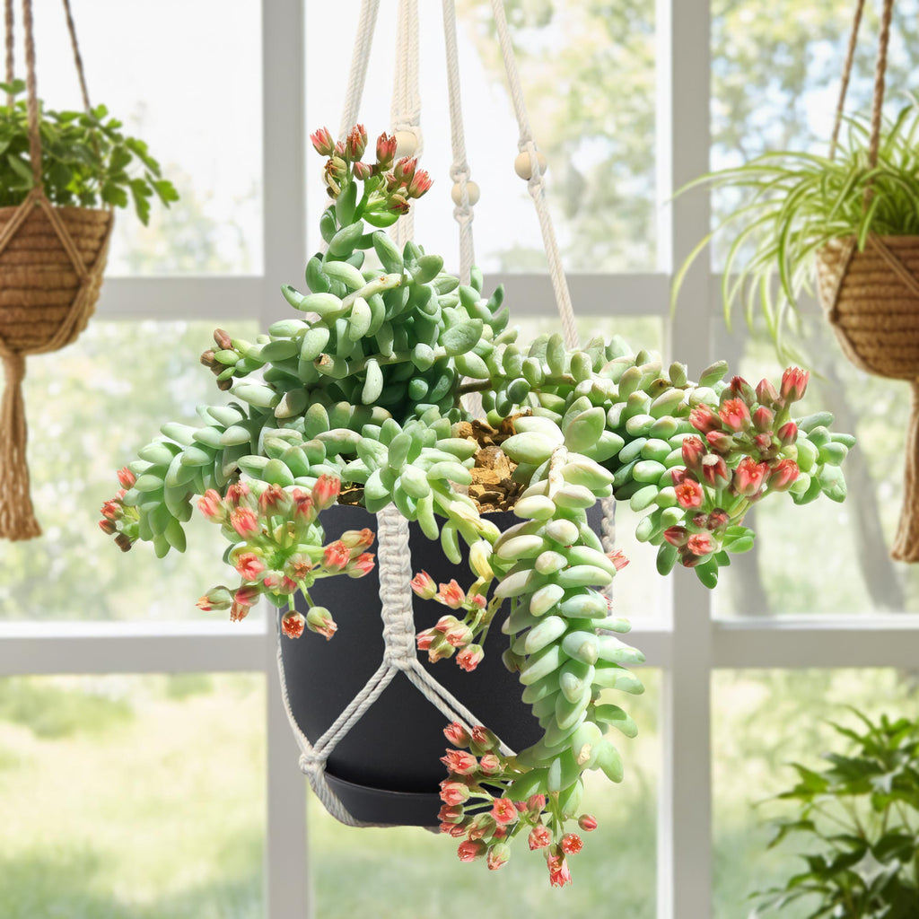 Burro’s Tail Succulent - Sedum morganianum ‘Burrito’