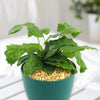 Calathea Network (Calathea musaica)