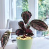 Calathea dottie