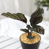 Pinstripe plant ‘Calathea ornata’