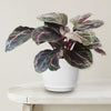 Calathea dottie