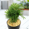 Parlor Palm ‘Chamaedorea elegans’ (Neanthe Bella Palm) 