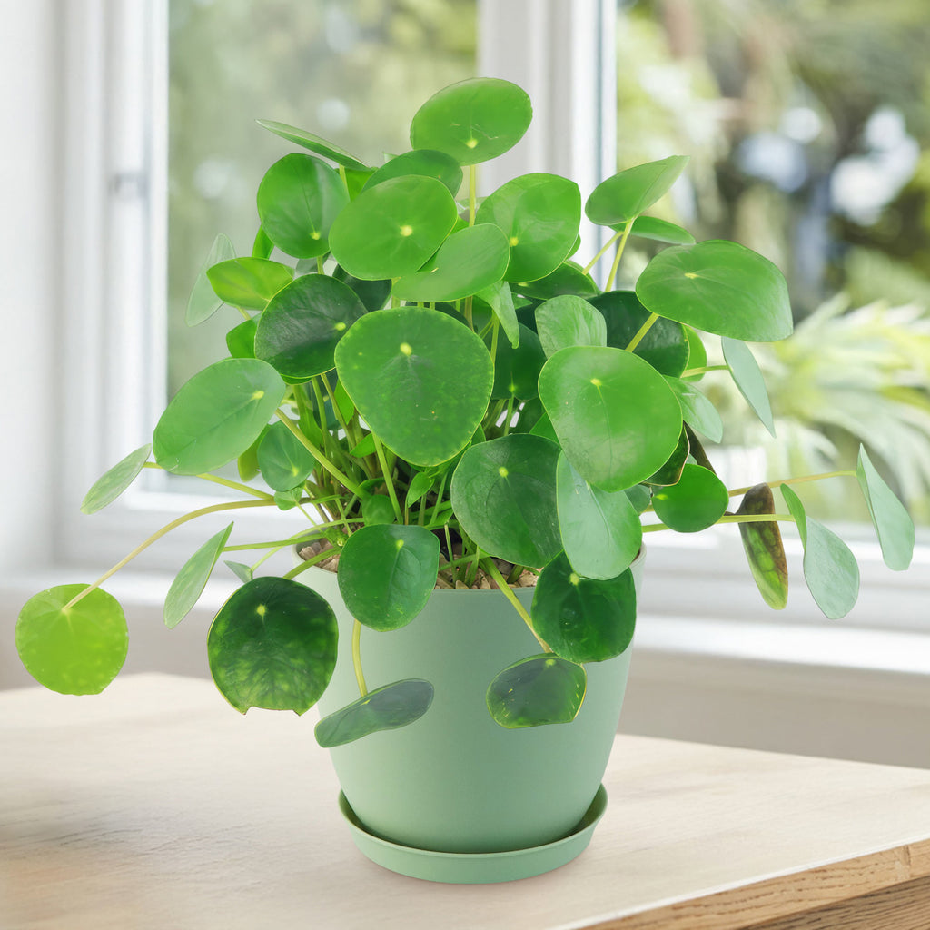 A healthy Chinese Money Plant (Pilea peperomioides) with round green leaves in a light green pot on a wooden table near a sunny window.