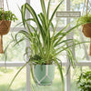 Spider Plant ‘Chlorophytum comosum’