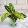 Croton Petra Plant - Codiaeum variegatum ‘Petra’