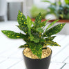Croton Gold Dust - Codiaeum variegatum ‘Gold dust’