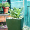 Crassula platyphylla variegata