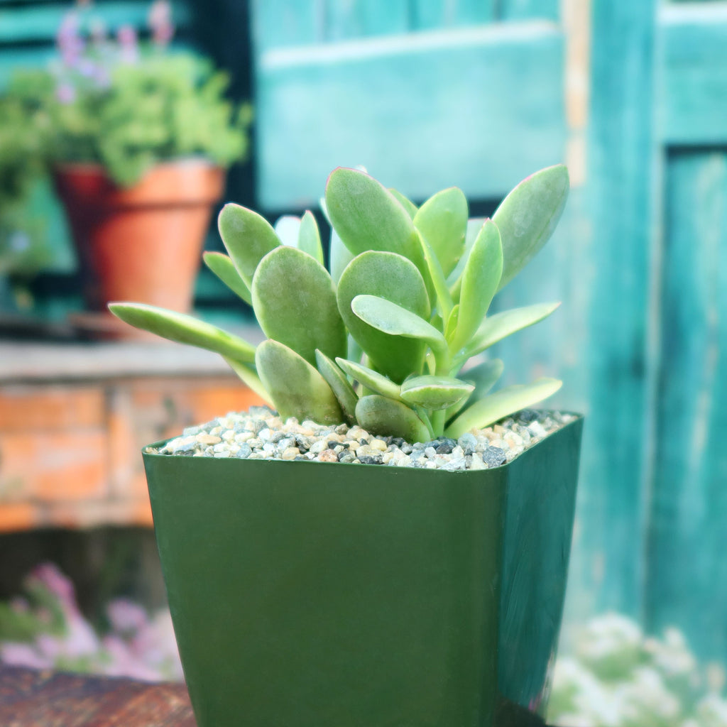 Crassula platyphylla variegata