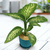Tropic Snow Dieffenbachia