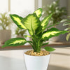 Dieffenbachia Camille (Dumb Cane)