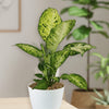 Dieffenbachia ‘Amy’ Plant
