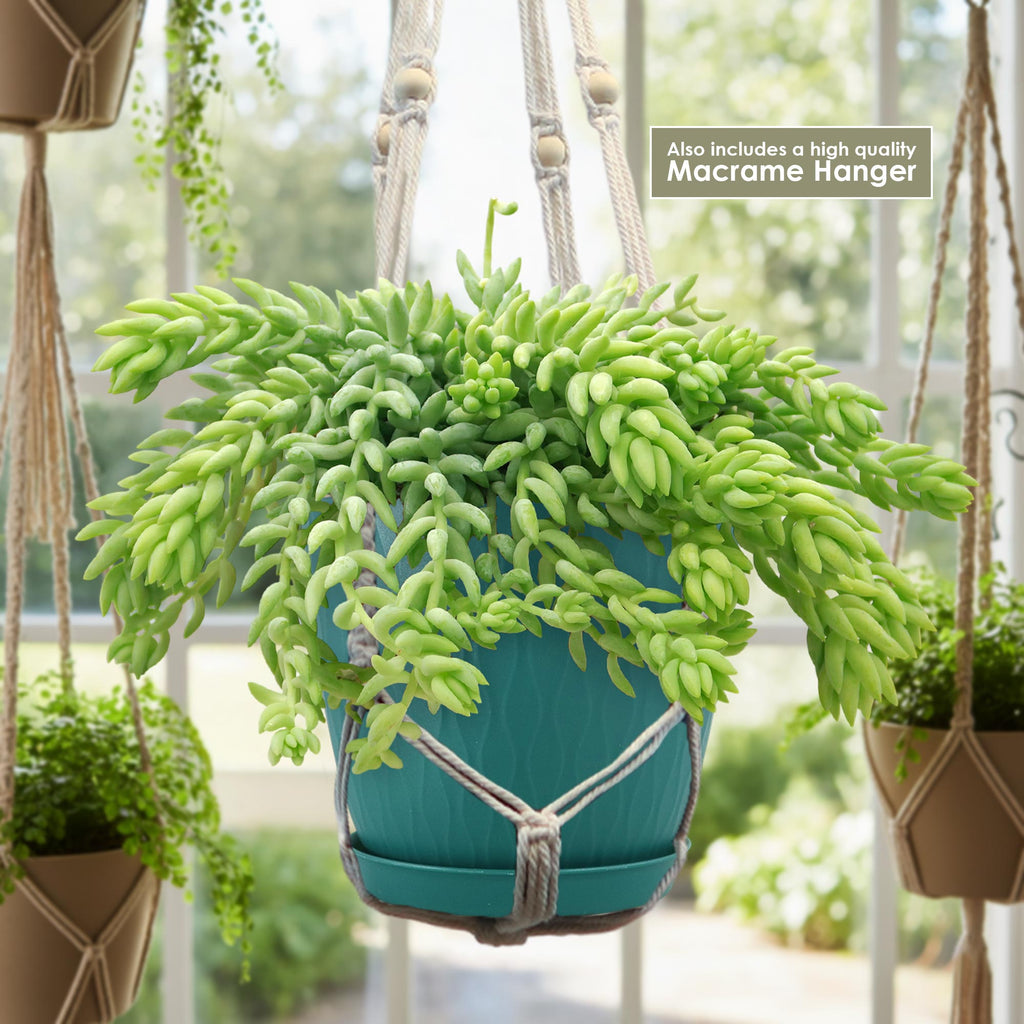 The Donkey Tail Plant &