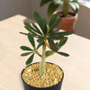 Dorstenia gigas